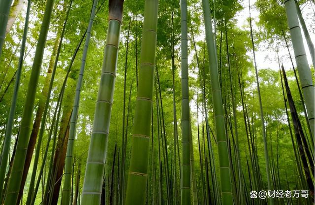 开云 开云体育官网用竹子造高铁！中国高铁技术再上新台阶“竹子”有多牛？(图2)